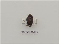 藏品(台灣高山褐騷金龜)的圖片